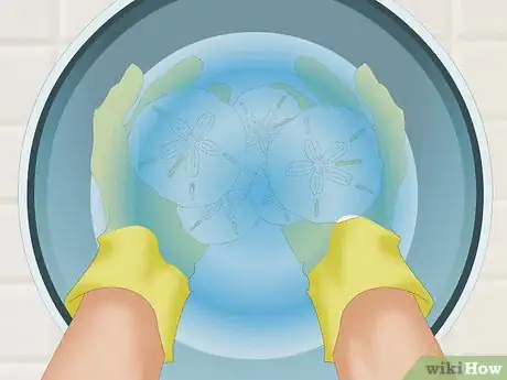 Image intitulée Clean and Preserve Sand Dollars Step 6