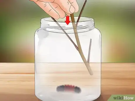 Image intitulée Care for Woolly Bear Caterpillars Step 2