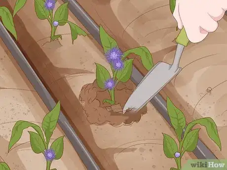 Image intitulée Grow Tobacco Step 12