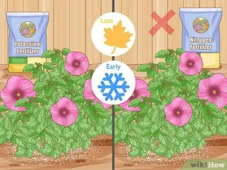 Image intitulée Winterize a Perennial Hibiscus Step 2