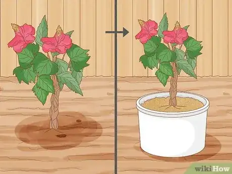Image intitulée Winterize a Perennial Hibiscus Step 6