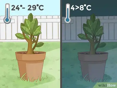 Image intitulée Plant Desert Rose Seeds Step 25