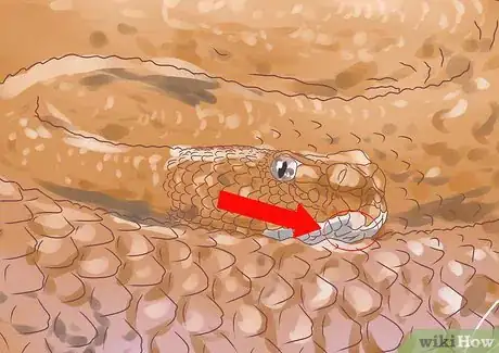 Image intitulée Differentiate Between Poisonous Snakes and Non Poisonous Snakes Step 4
