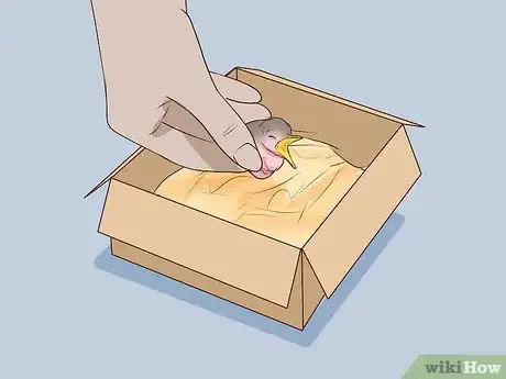 Image intitulée Care for Wild Baby Birds Step 13