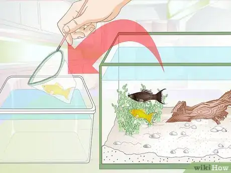Image intitulée Breed Molly Fish Step 2