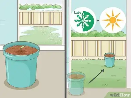 Image intitulée Grow Hot Peppers Step 6
