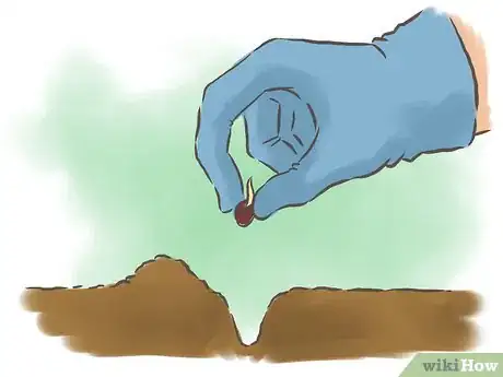 Image intitulée Grow Kidney Beans Step 6