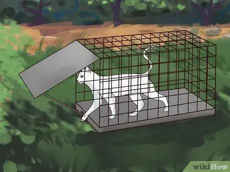 Image intitulée Trap Cats Step 15
