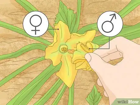 Image intitulée Grow Zucchini Step 9
