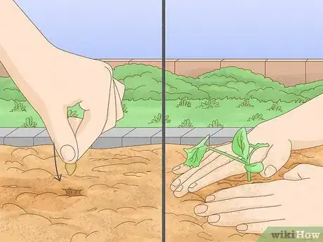 Image intitulée Grow Zucchini Step 1