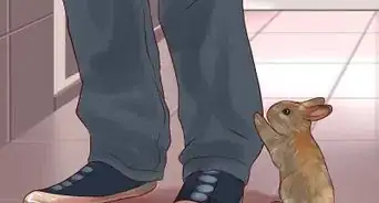 jouer avec son lapin