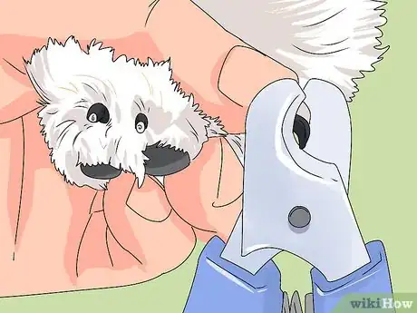 Image intitulée Groom Shih Tzus Step 11