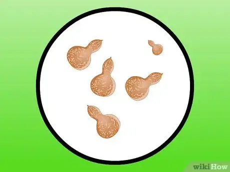 Image intitulée Dry Gourds Step 3
