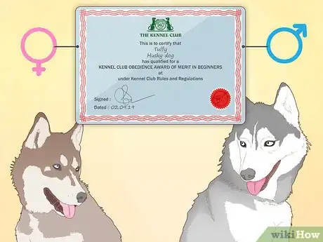 Image intitulée Breed Husky Dogs Step 3