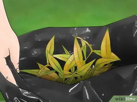 Image intitulée Deal with Black Spot Leaf Disease Step 3