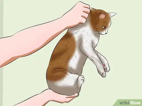 Image intitulée Carry a Cat Step 20