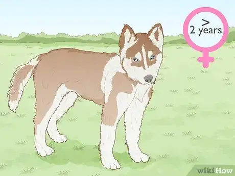 Image intitulée Breed Husky Dogs Step 1