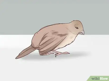 Image intitulée Care for Wild Baby Birds Step 6