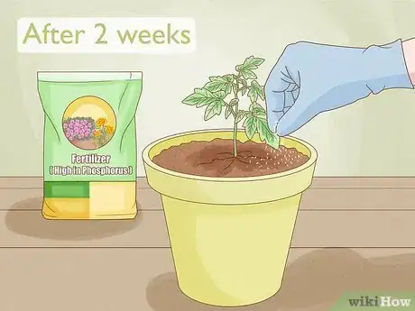 Image intitulée Grow Tomatoes Indoors Step 8