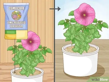 Image intitulée Winterize a Perennial Hibiscus Step 9