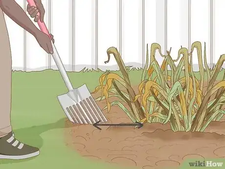 Image intitulée Keep Narcissus Bulbs After Flowering Step 16