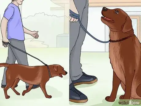 Image intitulée Train Labrador Retrievers Step 11