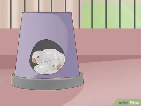 Image intitulée Breed Budgies Step 5