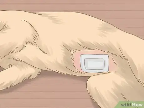 Image intitulée Care for a Dog After Spaying Step 10