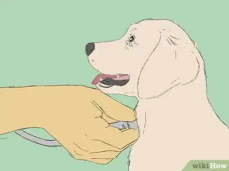 Image intitulée Care for an 8 Week Old Puppy Step 23