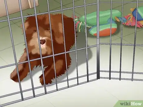 Image intitulée Potty Train a Puppy in an Apartment Step 6