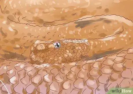 Image intitulée Differentiate Between Poisonous Snakes and Non Poisonous Snakes Step 3