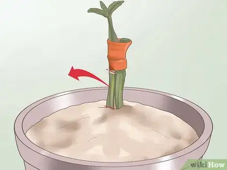 Image intitulée Graft Plants Step 24
