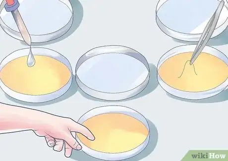 Image intitulée Grow Bacteria in a Petri Dish Step 4