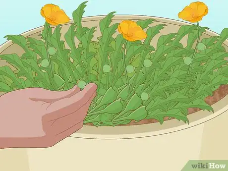 Image intitulée Plant Poppy Seeds Step 9
