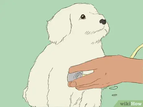 Image intitulée Care for an 8 Week Old Puppy Step 20
