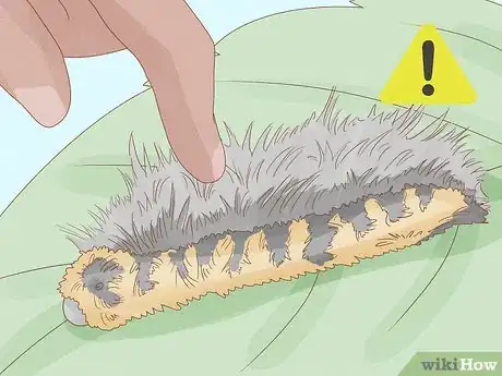 Image intitulée Find a Caterpillar Step 12