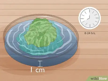 Image intitulée Find and Care for a Pet Tardigrade (Water Bear) Step 5