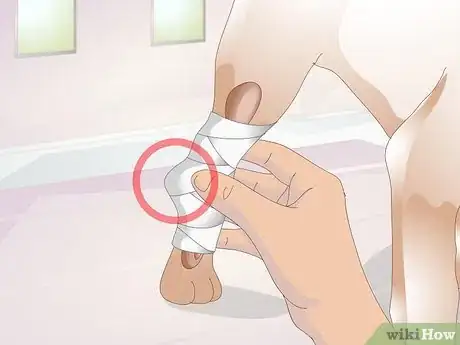 Image intitulée Treat Broken Bones in Dogs Step 5