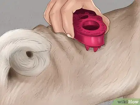 Image intitulée Care for a Pug Step 9