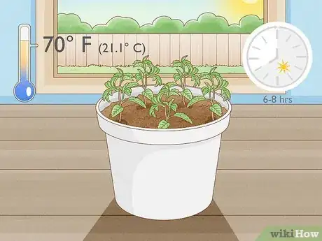 Image intitulée Grow Tulsi Step 4
