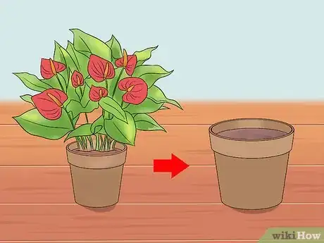 Image intitulée Grow Anthurium Plants Step 8