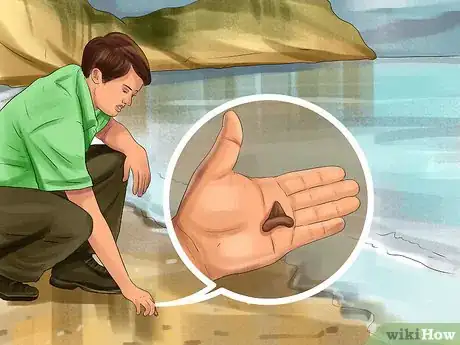 Image intitulée Identify Shark Teeth Step 1
