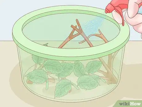 Image intitulée Find a Caterpillar Step 19
