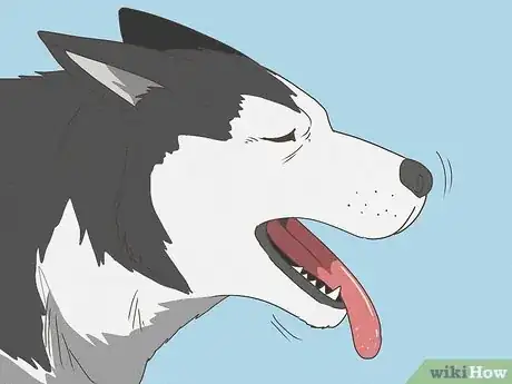 Image intitulée Recognize a Dying Dog Step 1