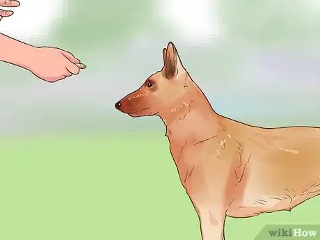 Image intitulée Train a Belgian Malinois Step 5
