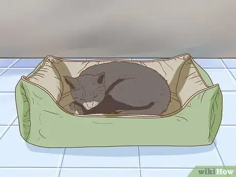 Image intitulée Change an Outdoor Cat Into an Indoor Cat Step 11