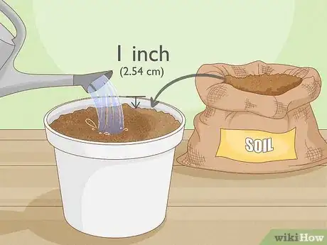 Image intitulée Grow Tulsi Step 1