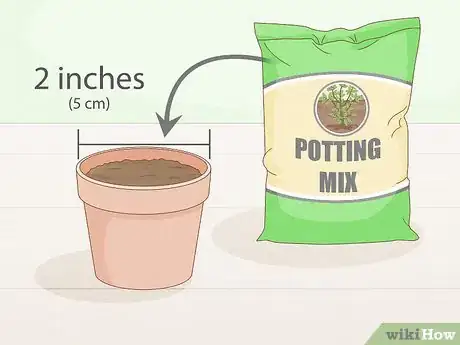 Image intitulée Grow Lavender from Seed Step 11