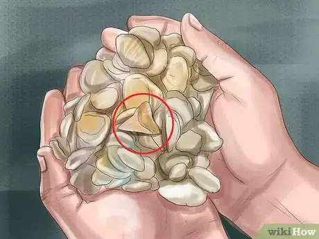 Image intitulée Identify Shark Teeth Step 2