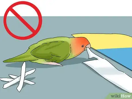 Image intitulée Determine the Sex of a Lovebird Step 5